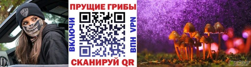 купить   Заречный  Галлюциногенные грибы мицелий 